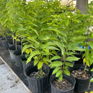 Sugar Apple Tree Live Plant – Annona squamosa – 3 Gallon Pot – 2-3 Feet Tall – Green Variety - Image 6