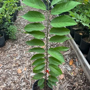 Sugar Apple Tree Live Plant – Annona squamosa – 3 Gallon Pot – 2-3 Feet Tall – Green Variety - Image 7