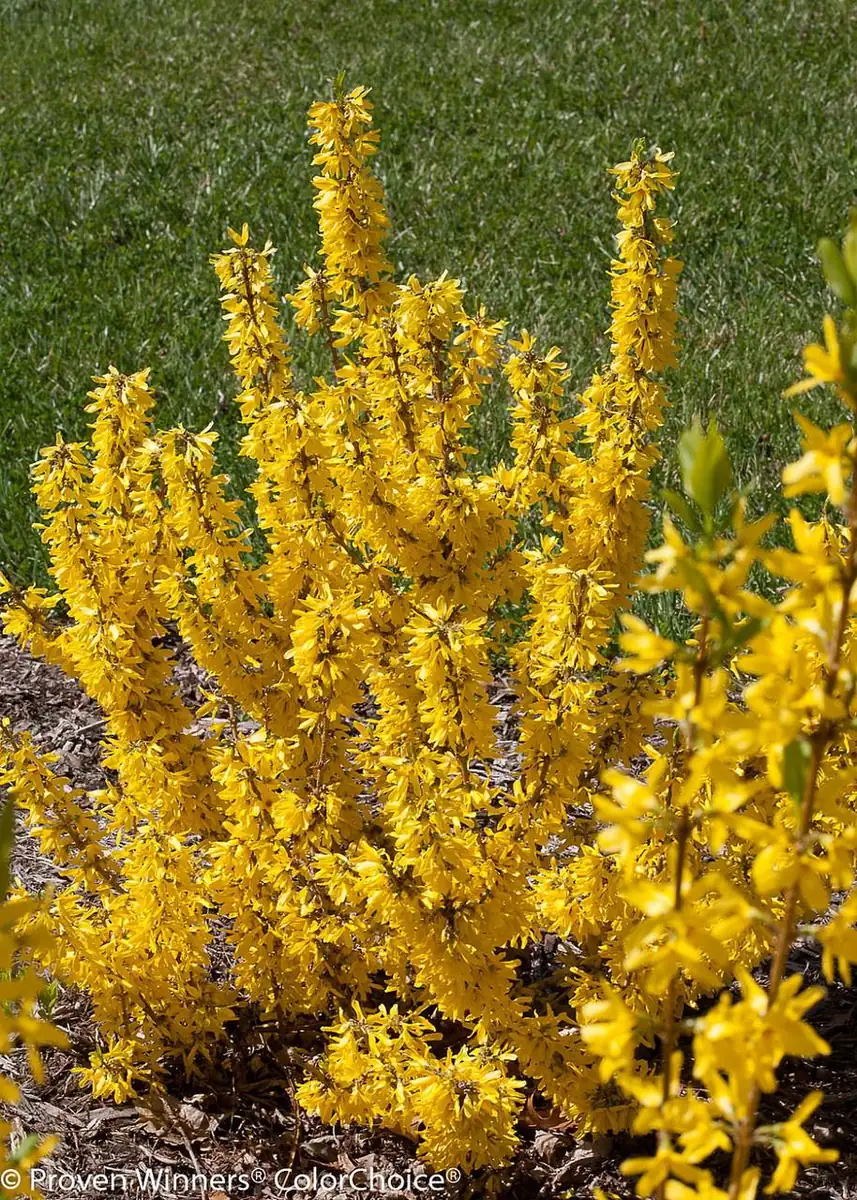 Sugar Baby Forsythia Live Plant – Compact Shrub – 4 inch Pot – Outdoor - Image 1