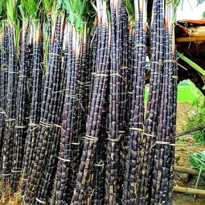 Sugar Cane Live Cuttings - 20 Count, 1-1.5 Ft, 2-3 Nodes, Outdoor Plant - Image 5