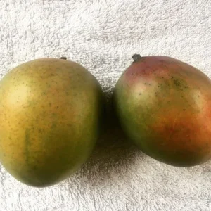 Sugar Loaf Mango Tree Live Plant – Grafted – 1 Feet Tall – Shipped in 6 Inch Pot - Image 1