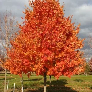 Sugar Maple Live Plant – Acer saccharum – Quart Pot – Vibrant Fall Color Shade Tree – Outdoor - Image 1