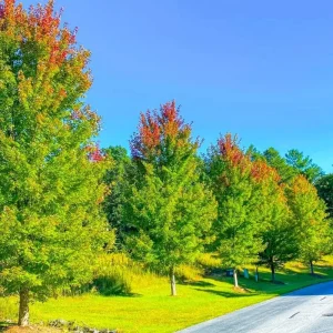 Sugar Maple Live Plant - Quart Pot - Native Deciduous Tree - Acer Saccharum - Image 2