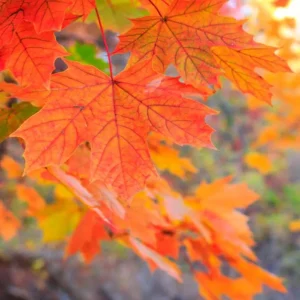 Sugar Maple Live Plant - Quart Pot - Native Deciduous Tree - Acer Saccharum - Image 3