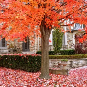 Sugar Maple Live Plant - Quart Pot - Native Deciduous Tree - Acer Saccharum - Image 4