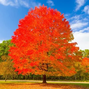 Sugar Maple Live Plant - Quart Pot - Native Deciduous Tree - Acer Saccharum - Image 5