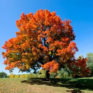 Sugar Maple Live Plant - Quart Pot - Native Deciduous Tree - Acer Saccharum - Image 6