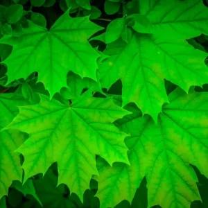 Sugar Maple Live Plant - Quart Pot - Native Deciduous Tree - Acer Saccharum - Image 1