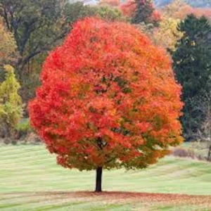 Sugar Maple Tree 12-24in Tall - Acer saccharum Bare Root Live Plant Outdoor - Image 4