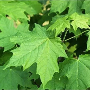 Sugar Maple Tree Bareroot Live Plant - 18-30 inches Tall - Outdoor Shade Tree - Image 2