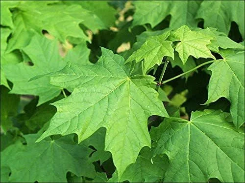 Sugar Maple Tree Bareroot Live Plant - 18-30 inches Tall - Outdoor Shade Tree - Image 2