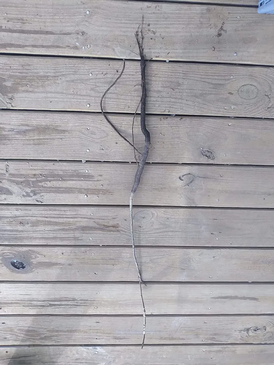 Sugar Maple Tree Bareroot Live Plant - 18-30 inches Tall - Outdoor Shade Tree - Image 3