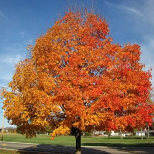 Sugar Maple Tree Bareroot Live Plant - 18-30 inches Tall - Outdoor Shade Tree - Image 1