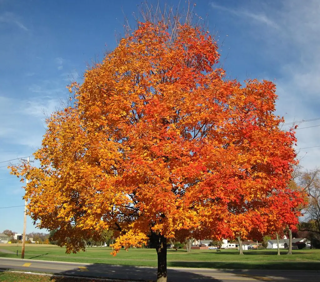 Sugar Maple Tree Bareroot Live Plant - 18-30 inches Tall - Outdoor Shade Tree - Image 1