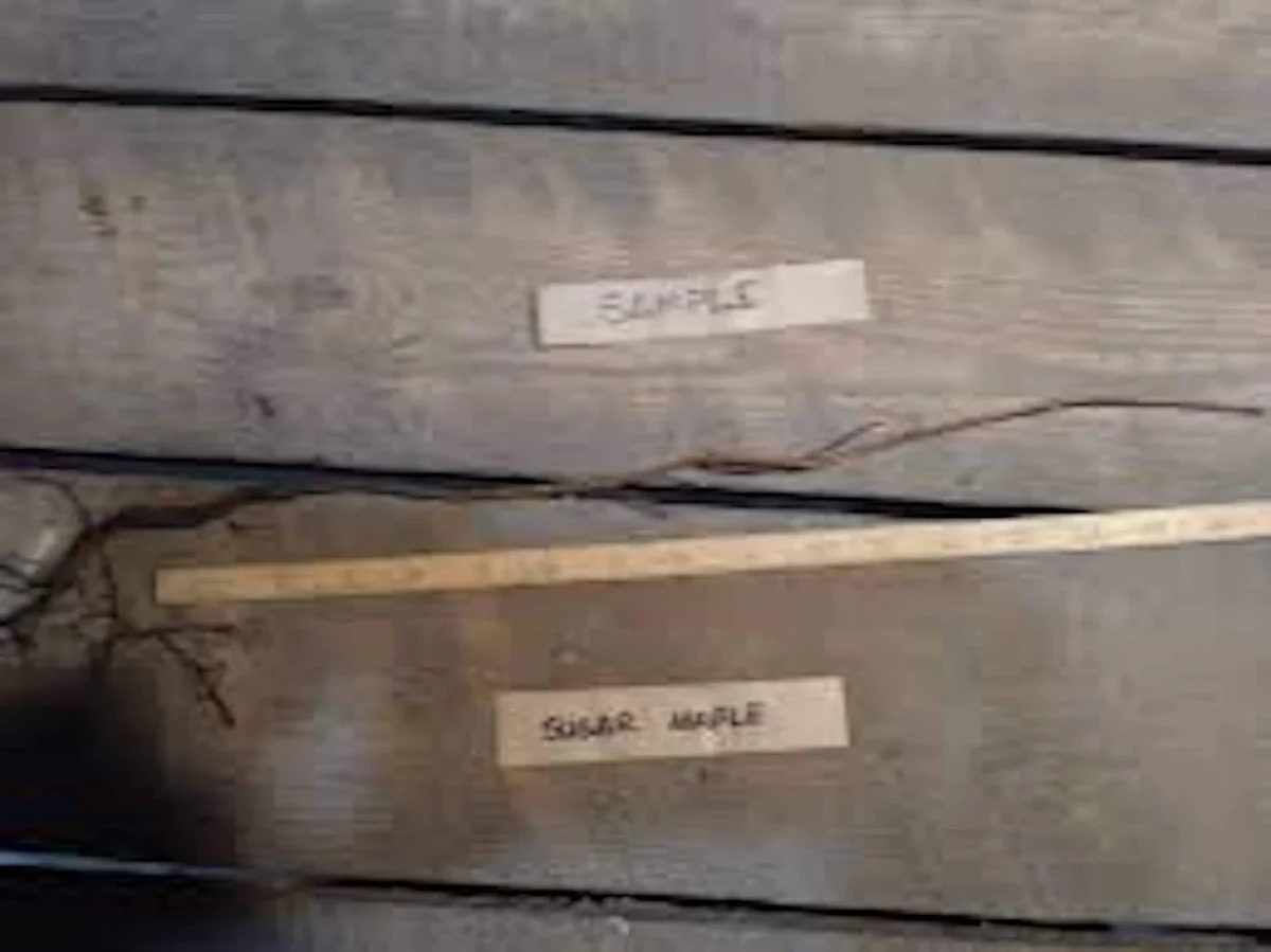 Sugar Maple Tree Live Plant – 12-24in Tall Acer saccharum Hard Maple Bare Root - Image 2