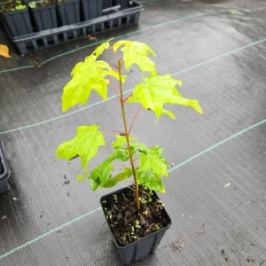Sugar Maple Tree Live Plant (Acer Saccharum) - 4 inch Container, 6 inch Tall - Image 2