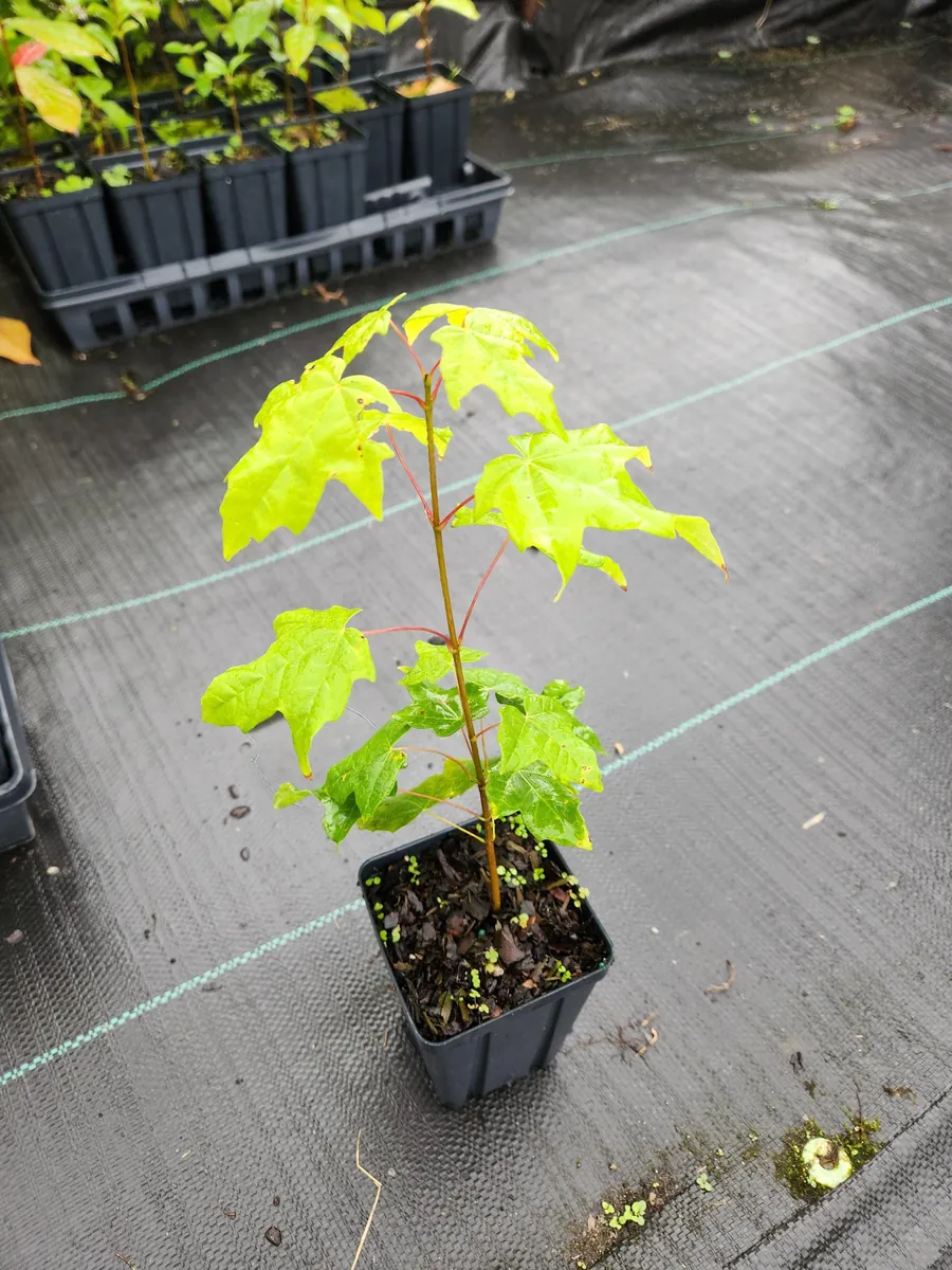 Sugar Maple Tree Live Plant (Acer Saccharum) - 4 inch Container, 6 inch Tall - Image 2