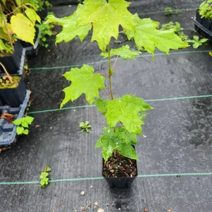 Sugar Maple Tree Live Plant (Acer Saccharum) - 4 inch Container, 6 inch Tall - Image 3