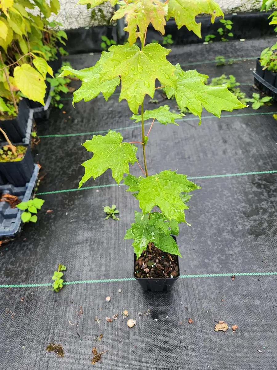 Sugar Maple Tree Live Plant (Acer Saccharum) - 4 inch Container, 6 inch Tall - Image 3