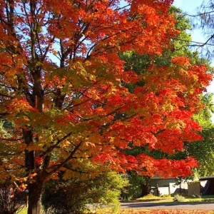 Sugar Maple Tree Live Plant - Acer saccharum - Brilliant Fall Color, 10-18