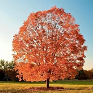 Sugar Maple Tree Live Plant - Acer saccharum - Brilliant Fall Color, 10-18