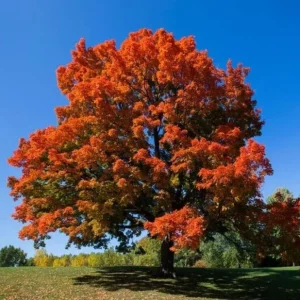 Sugar Maple Tree Live Plant - Acer saccharum - Brilliant Fall Color, 10-18