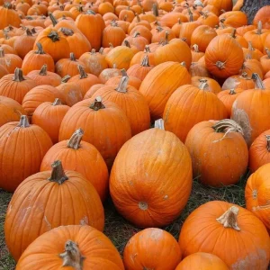 Sugar Pie Pumpkin Seeds - Non-GMO Heirloom Fresh Garden Seeds, Vegetable Type, Full Sun - Image 3