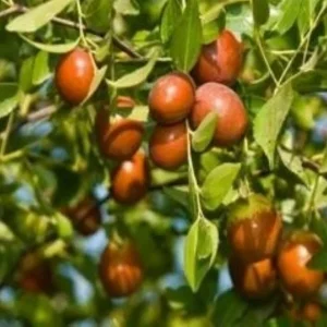 Sugarcane Jujube Live Plant & Seeds - Ziziphus Jujuba - Fast Growing - Image 2