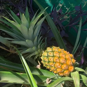 Sugarloaf Pineapple Live Plant Set - 2 Ananas comosus Starters, 4-6