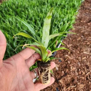 Sugarloaf Pineapple Live Plant Set - 2 Ananas comosus Starters, 4-6
