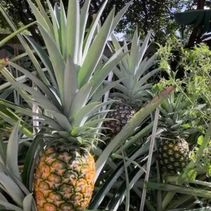Sugarloaf Pineapple Live Plant Set - 2 Ananas comosus Starters, 4-6