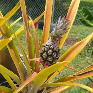 Sugarloaf Pineapple Live Plant Set - 2 Ananas comosus Starters, 4-6