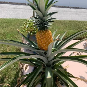 Sugarloaf Pineapple Live Plant Set - 2 Ananas comosus Starters, 4-6