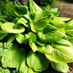 Sum and Substance Hosta Bareroot Plant - Giant Golden Foliage, 2-3 ft Tall, Outdoor Perennial - Image 1