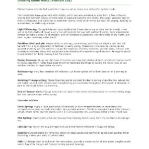 Sum and Substance Hosta Bareroot Plant - Giant Golden Foliage, 2-3 ft Tall, Outdoor Perennial - Image 4