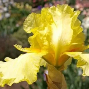 Summer Olympics Bearded Iris - Iris germanica Live Plant, Creamy Yellow, Reblooming, Zone 3-9 - Image 2