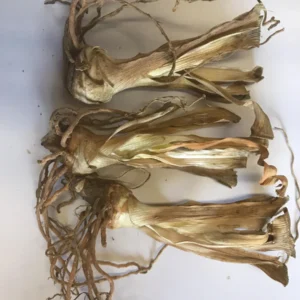 Summer Olympics Bearded Iris - Iris germanica Live Plant, Creamy Yellow, Reblooming, Zone 3-9 - Image 3