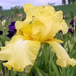 Summer Olympics Bearded Iris - Iris germanica Live Plant, Creamy Yellow, Reblooming, Zone 3-9 - Image 1