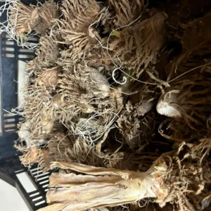 Summer Olympics Bearded Iris - Iris germanica Live Plant, Creamy Yellow, Reblooming, Zone 3-9 - Image 4