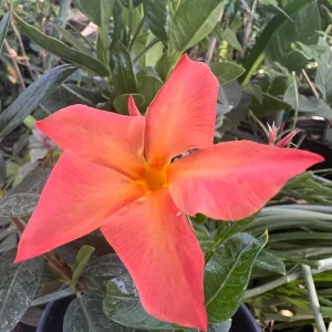 Sun Parasol Dipladenia Fire-Up Orange Live Plant - 6 inch Pot - 2 ft Tall - Image 3