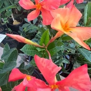 Sun Parasol Dipladenia Fire-Up Orange Live Plant - 6 inch Pot - 2 ft Tall - Image 4