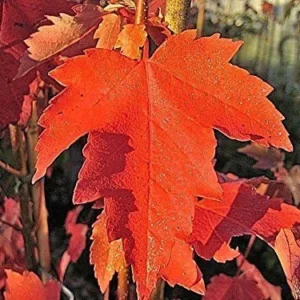 Sun Valley Red Maple Live Plant – Quart Pot – Brilliant Scarlet Fall Color – Outdoor Tree - Image 2