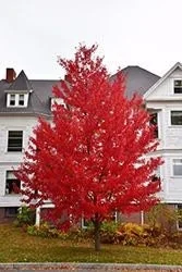 Sun Valley Red Maple Live Plant – Quart Pot – Brilliant Scarlet Fall Color – Outdoor Tree - Image 1