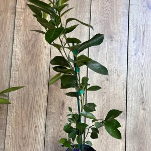 Sunburst Tangerine Tree - Live Grafted Plant - Half Gallon Pot - Image 3