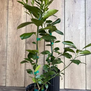 Sunburst Tangerine Tree - Live Grafted Plant - Half Gallon Pot - Image 4