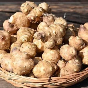 Sunchoke Tubers 4oz - Jerusalem Artichokes - Edible Root Vegetable - Image 2