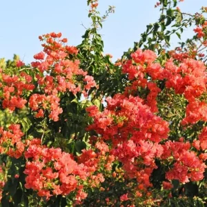 Sundown Orange Bougainvillea Live Plant - Set of 2, 4-6" Tall, Tropical Vine - Image 2