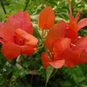 Sundown Orange Bougainvillea Live Plant - Set of 2, 4-6
