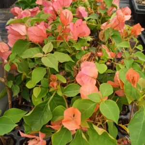 Sundown Orange Bougainvillea Starter Plants - Set of 2, 4-10