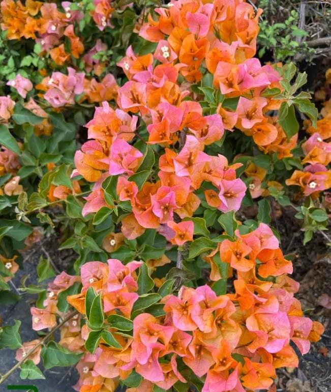 Sundown Orange Bougainvillea Starter Plants - Set of 2, 4-10" Tall Hardy Vibrant Flower Vine - Image 1
